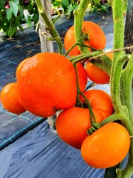 minusinsk orange
